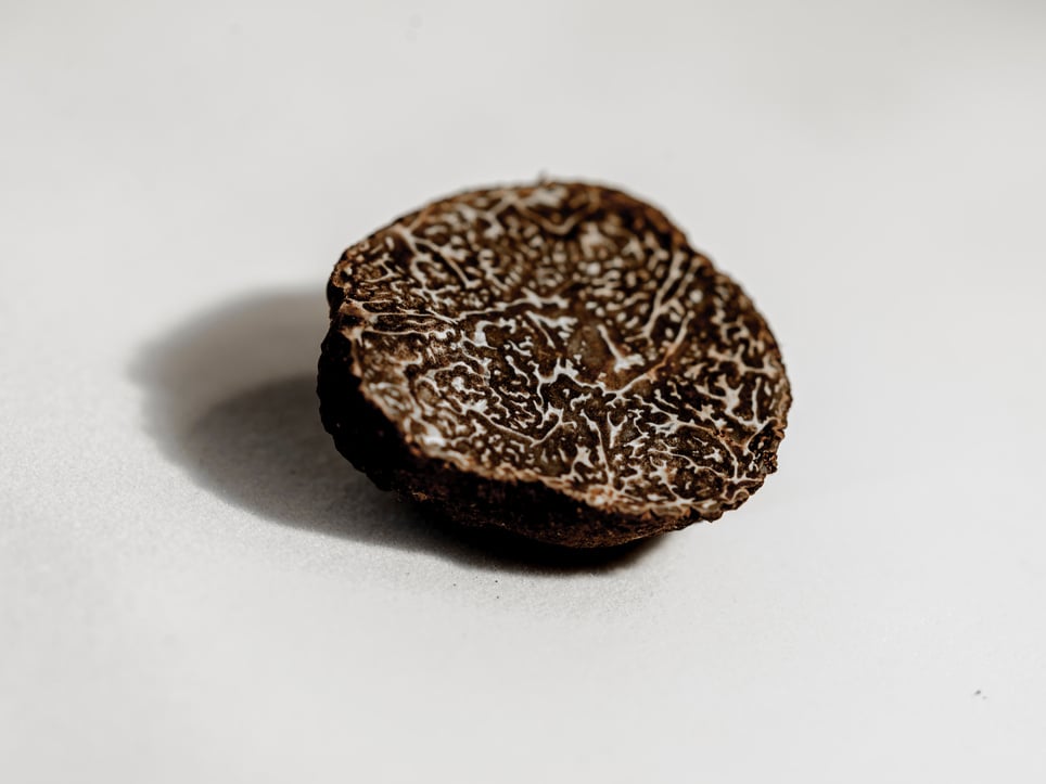 Tuber melanosporum, called the black truffle, Périgord truffle or French black truffle